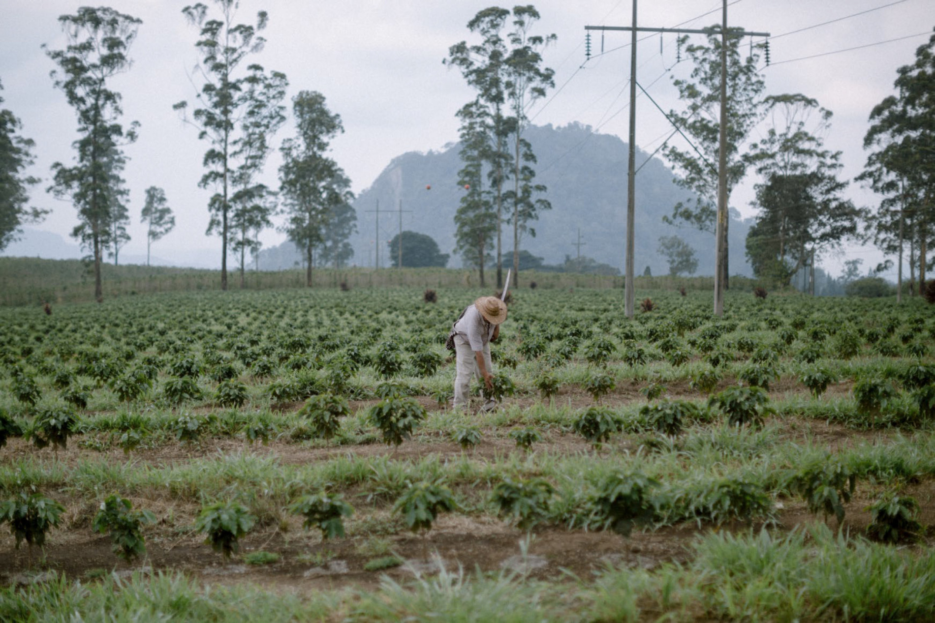 Worker in field