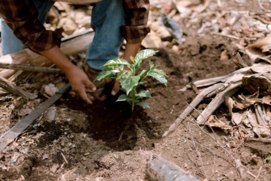 Planting Cascara